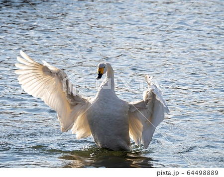 羽ばたき 水鳥の写真素材