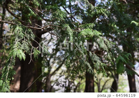 サワラ ヒノキ科 常緑高木 樹木の写真素材