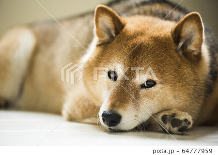 柴犬 かわいいの写真素材