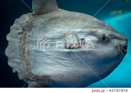 マンボウの写真素材集 ピクスタ