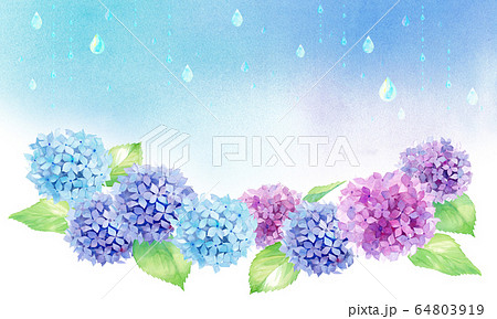 花 雨 梅雨 アジサイのイラスト素材