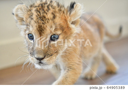 ライオン 赤ちゃん 動物 かわいいの写真素材