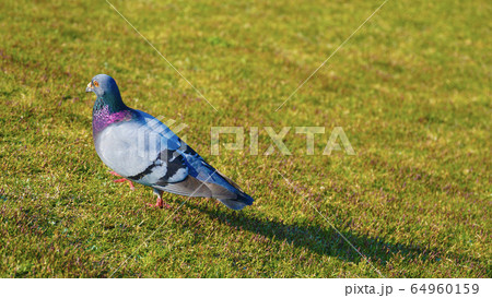 はと ハト 鳩 散歩の写真素材 - PIXTA