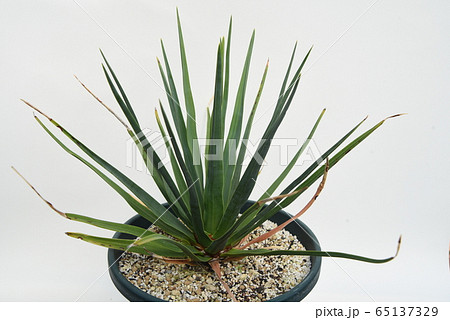 ドラセナシナバリ ドラセナ シナバリ | GREEN LUCK