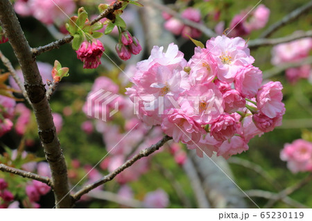 楊貴妃桜の写真素材