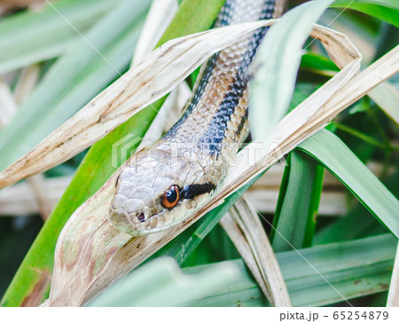 蛇の顔の写真素材