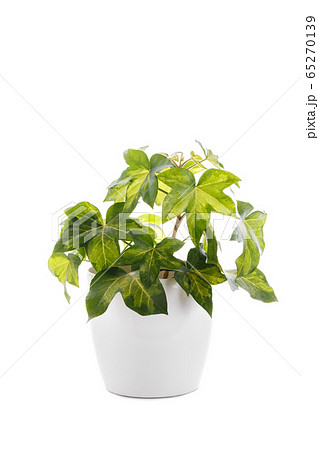 葉 蔦 ツタ 葉脈 植物 アイビー 緑色 観葉植物の写真素材 葉 蔦 ツタ 葉脈 植物 アイビー 緑色 観葉植物の写真素材
