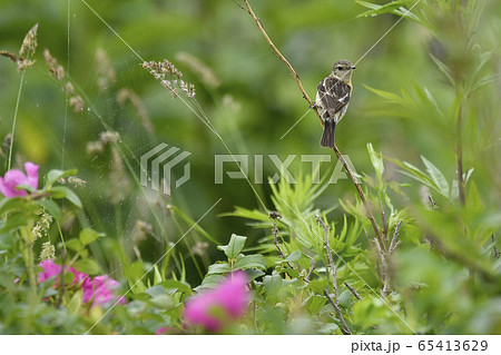 ノビタキ雌 野鳥の写真素材