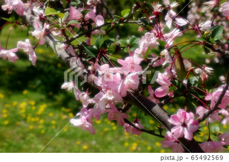 カイドウザクラの写真素材