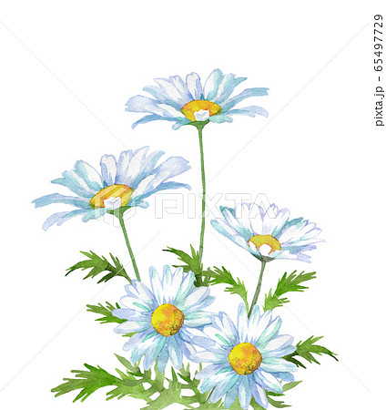 シャスターデイジーの写真素材 シャスターデイジーの写真素材