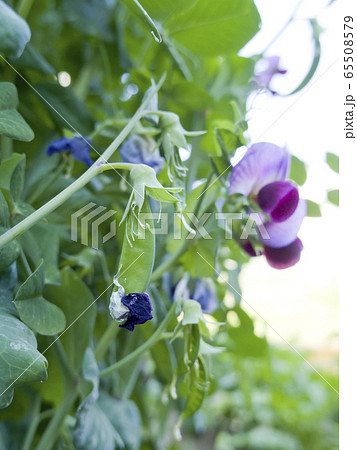 絹さやの花の写真素材