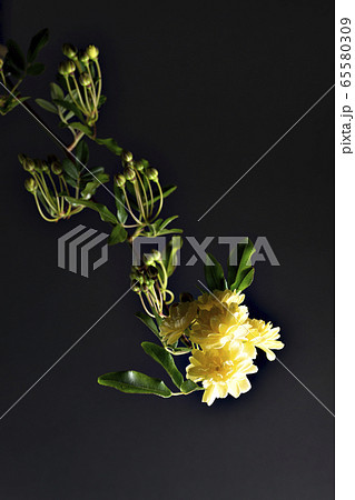 黄モッコウバラ 葉の写真素材 Pixta