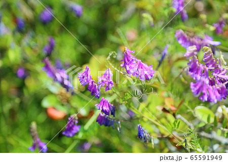 薄紫の花 雑草の写真素材