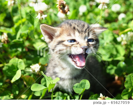 四つ葉のクローバー☆仲良しねこちゃん☆5センチパッチンピン 猫 四つ葉 クローバー 四つ葉のクローバーの写真素材 - PIXTA