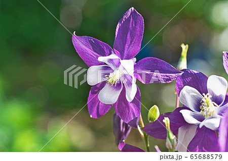 オダマキ 花 白の写真素材