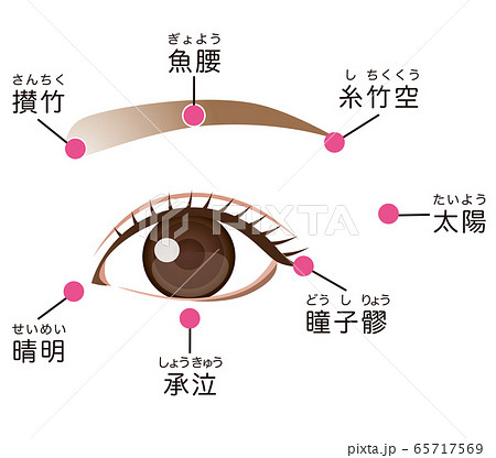 攅竹のイラスト素材