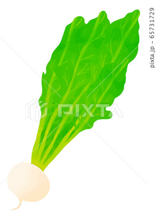 蕪のイラスト素材