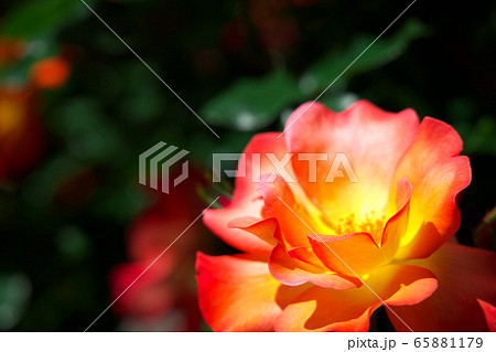 薔薇 バラ ばら プレイボーイの写真素材
