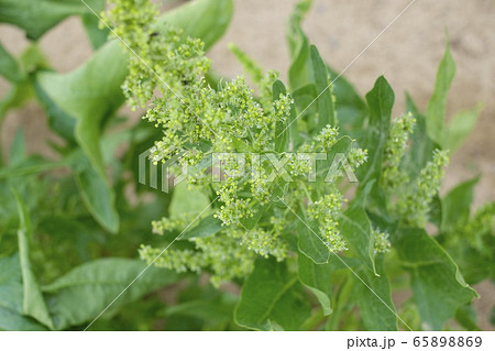 ほうれん草の花の写真素材