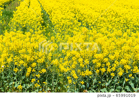 チンゲンサイの花の写真素材