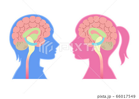 脳 人体 頭部 脳みそのイラスト素材