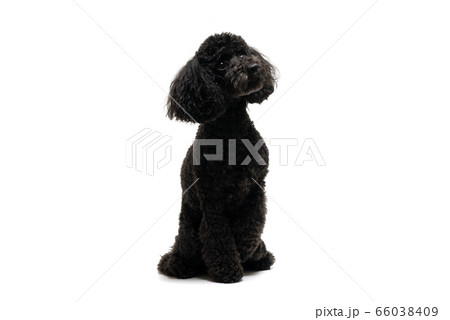 犬 トイプードル 見上げる お座りの写真素材 - PIXTA
