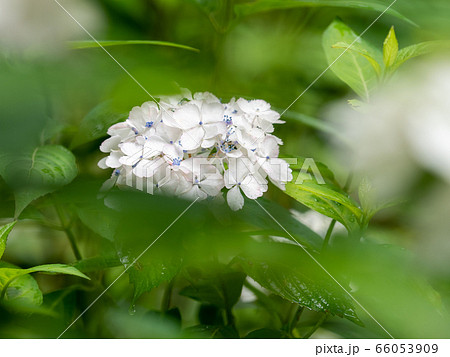 雨上がり 紫陽花の写真素材