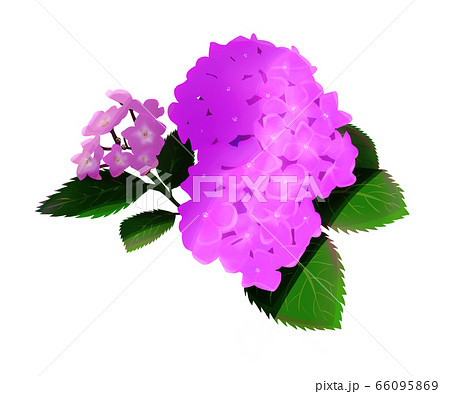 紫陽花 花 きれい ６月のイラスト素材