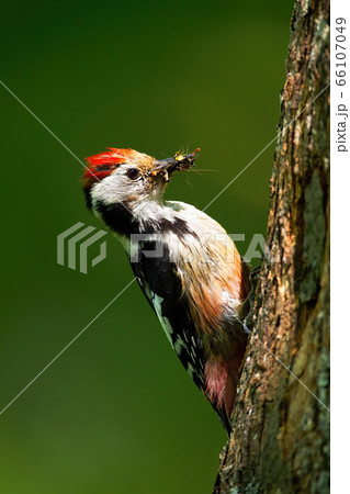 きつつき キツツキ 鳥 樹木の写真素材