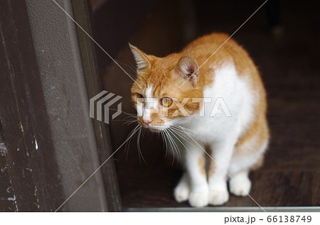 謝る ネコ ねこ 猫の写真素材