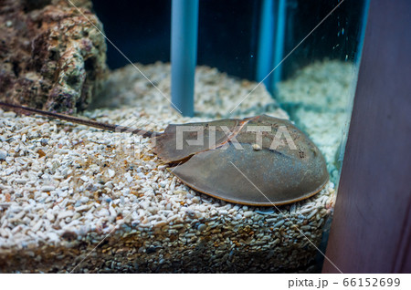 蟹の交尾の写真素材