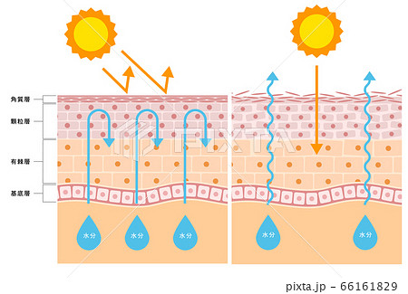 皮膚のイラスト素材