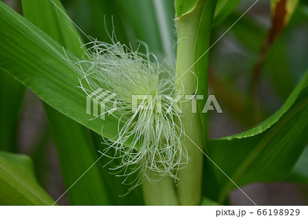 トウモロコシの雌花の写真素材