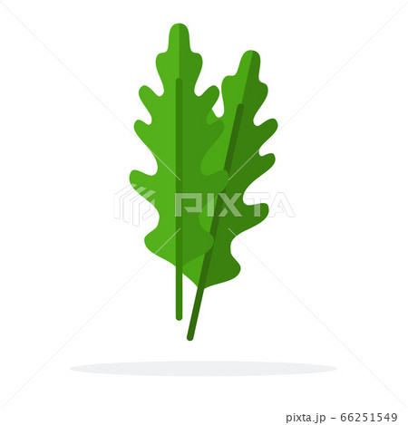 ワイルドルッコラのイラスト素材