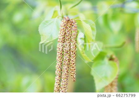 雄しべ 白樺 植物 春の写真素材