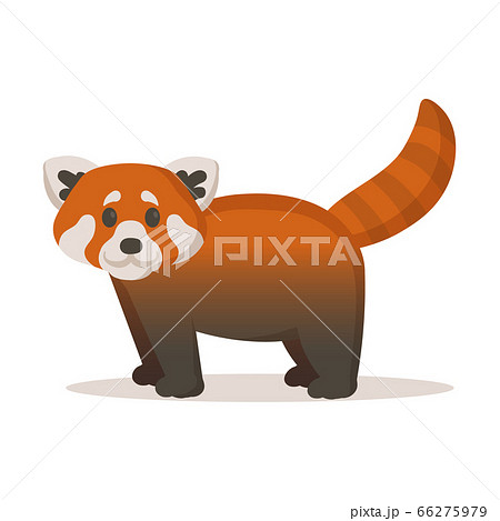 しっぽ 尻尾 茶色 レッサーパンダの写真素材 Pixta
