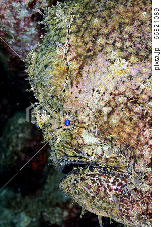 カエル 擬態 蛙 生態の写真素材