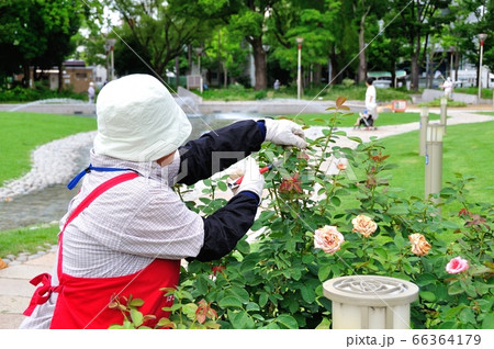 花後の剪定 剪定 薔薇 バラの写真素材