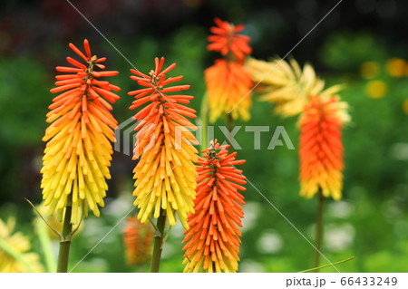 花 トリトマ 黄色 植物の写真素材