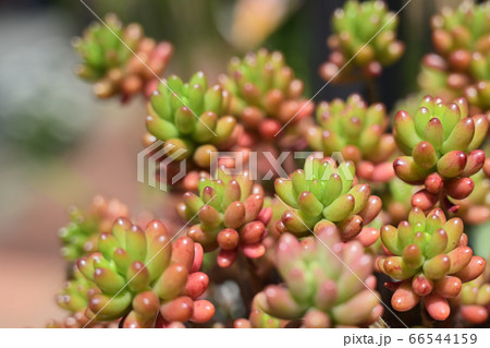 多肉植物 虹の玉 ニジノタマ 赤色の写真素材