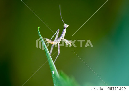 カマキリ かわいいの写真素材