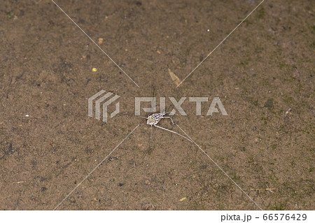 アメンボの写真素材