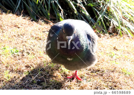 ドバト ハト 鳩 正面の写真素材 ドバト ハト 鳩 正面の写真素材