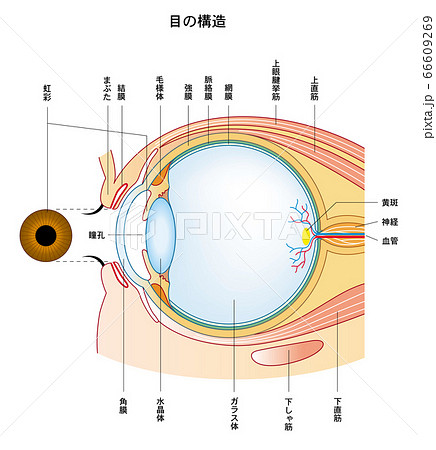 目 瞳のイラスト素材集 ピクスタ