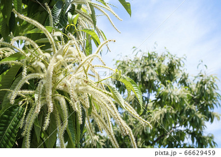 栗 花 栗の花 開花の写真素材