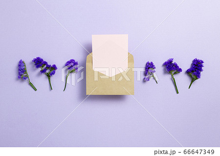 アルメリア 花の写真素材