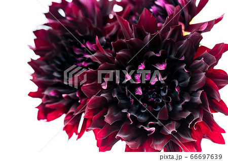 花 黒蝶 ブラックダリア ダリアの写真素材 花 黒蝶 ブラックダリア ダリアの写真素材