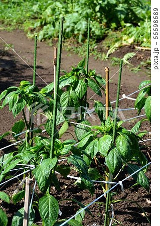 ピーマン畑 栽培の写真素材