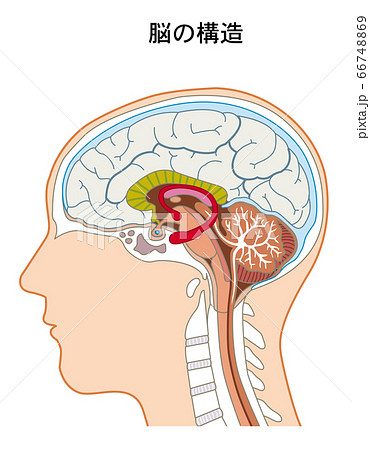 脳の断面図のイラスト素材