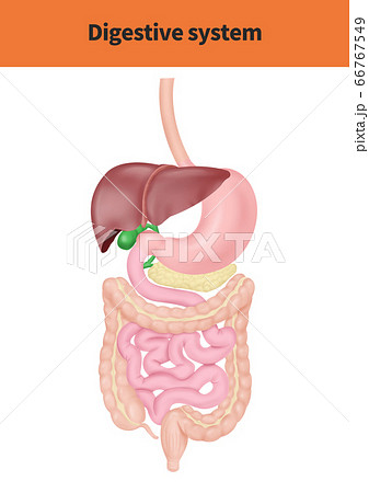 大腸の写真素材